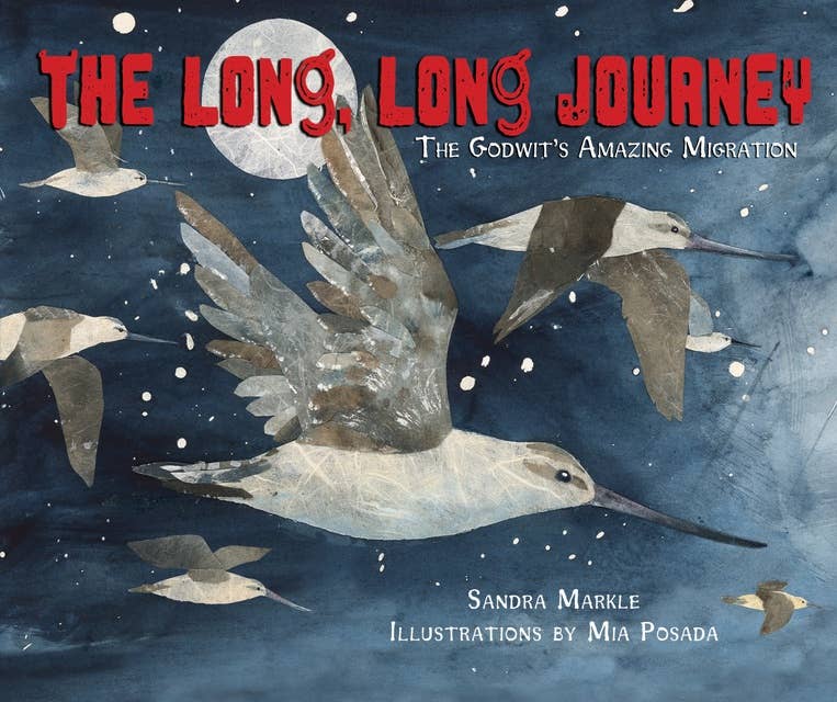 The Long, Long Journey: The Godwit’s Amazing Migration