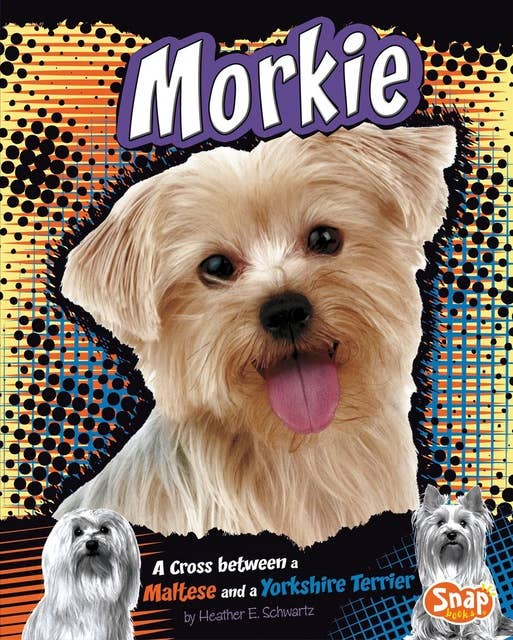 Morkie: A Cross Between a Maltese and a Yorkshire Terrier