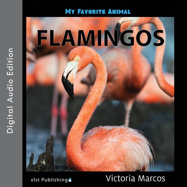 My Favorite Animal: Flamingos