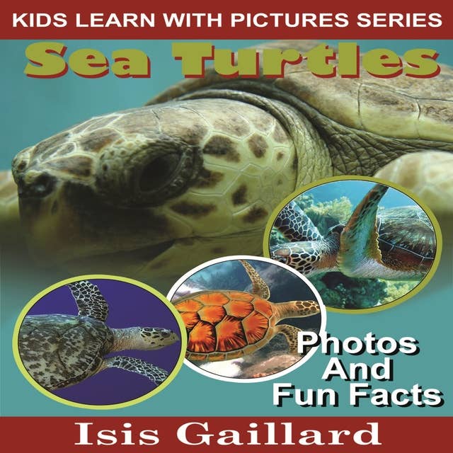 Sea Turtles: Photos and Fun Facts for Kids
