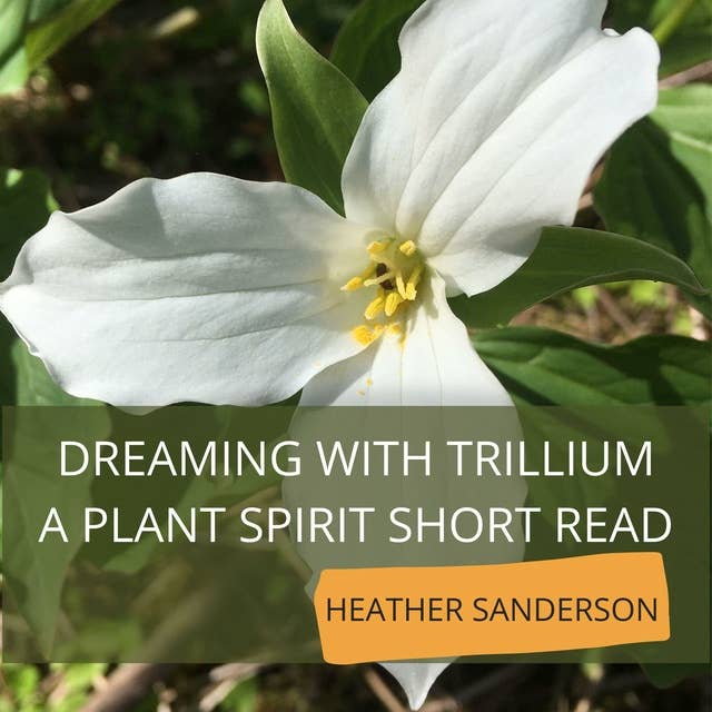Dreaming with Trillium: A Plant Spirit Short Read