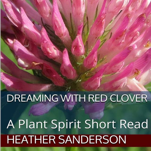 Dreaming with Red Clover: A Plant Spirit Short Read