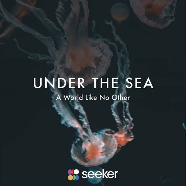 Under the Sea: A World Like No Other