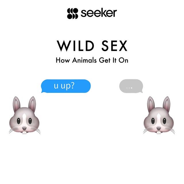 Wild Sex: How Animals Get It On