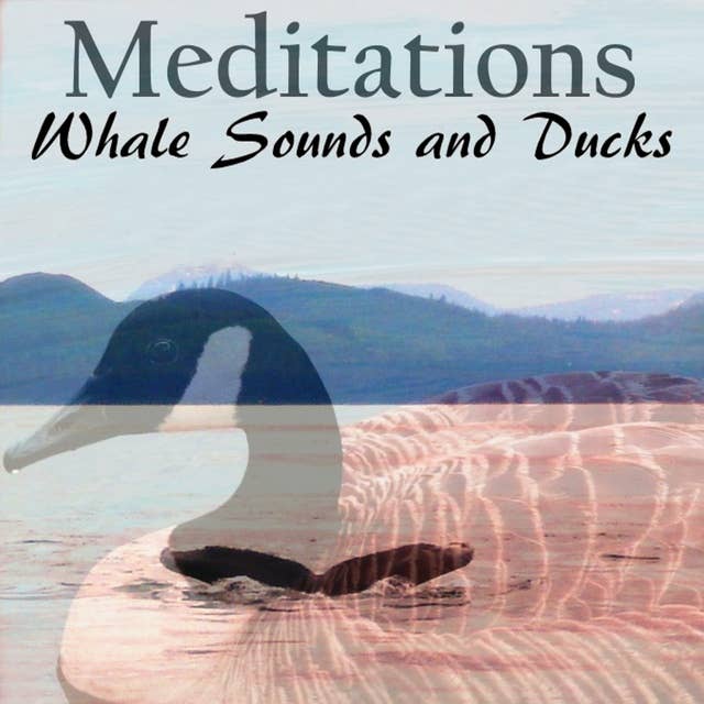 Whale Sounds and Ducks - Meditations