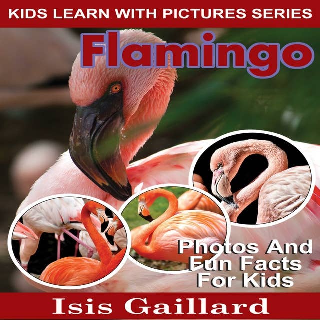 Flamingo: Photos and Fun Facts for Kids