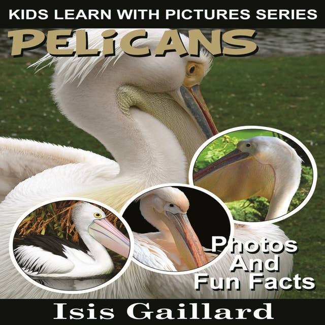Pelicans: Photos and Fun Facts for Kids