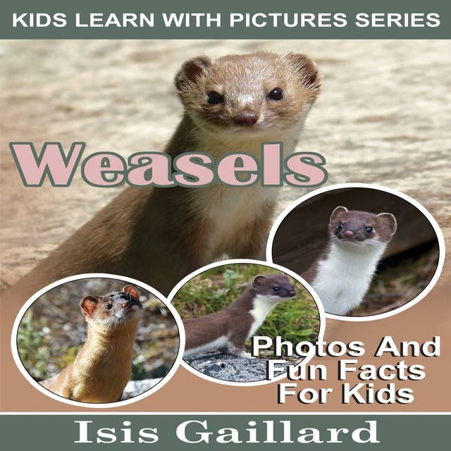 Weasels: Photos and Fun Facts for Kids