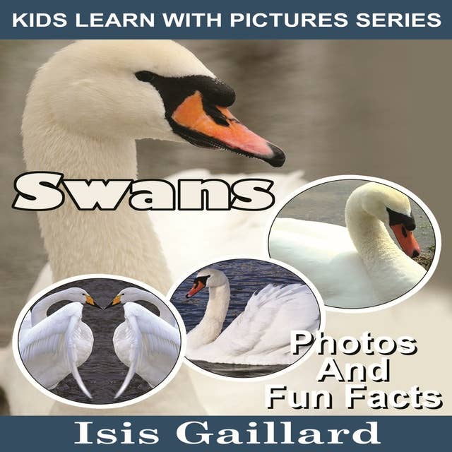 Swans: Photos and Fun Facts for Kids