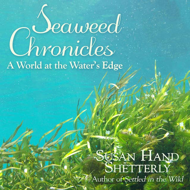 Seaweed Chronicles: A World at the Water’s Edge