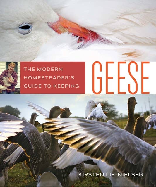 The Modern Homesteader's Guide to Keeping Geese: {Subtitle}