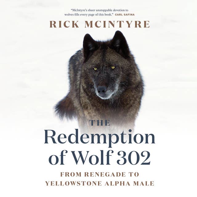 The Redemption of Wolf 302: From Renegade to Yellowstone Alpha Male