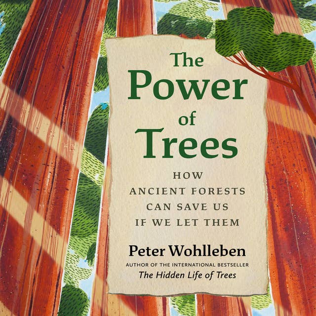 The Power of Trees: How Ancient Forests Can Save Us if We Let Them