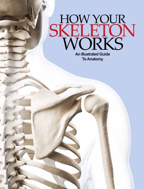 How Your Skeleton Works