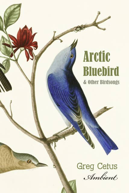 Arctic Bluebird and Other Birdsongs: Ambient Soundscape for Meditation