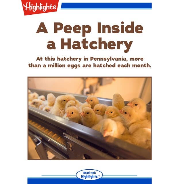 A Peep Inside a Hatchery
