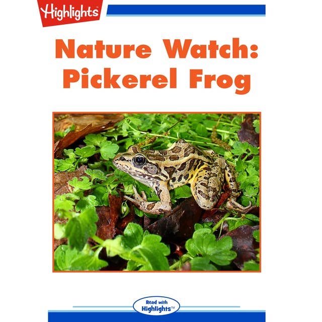 Nature Watch: Pickerel Frog