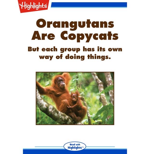 Orangutans Are Copycats: But each groups has its own way of doing things.