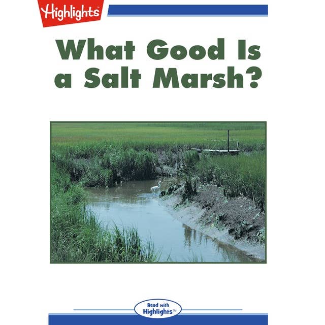 What Good Is a Salt Marsh?