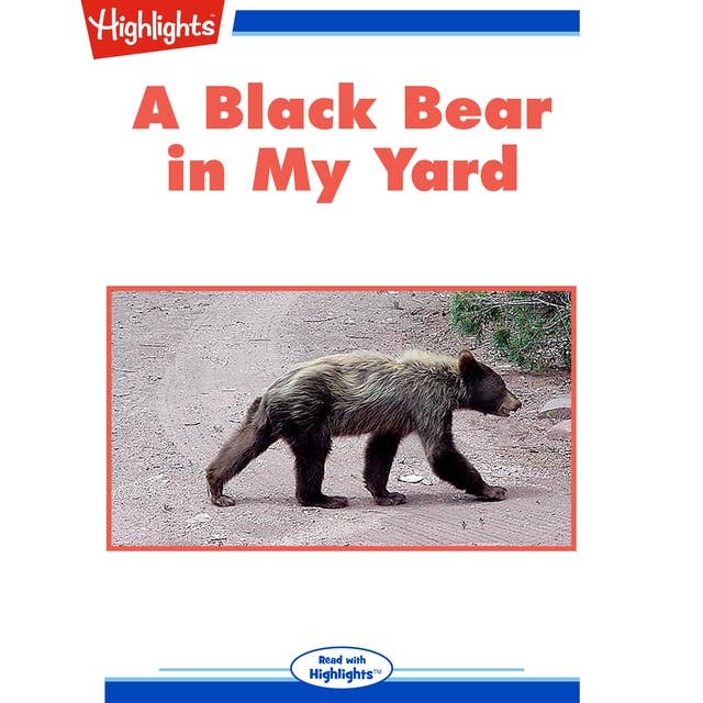 A Black Bear in My Yard