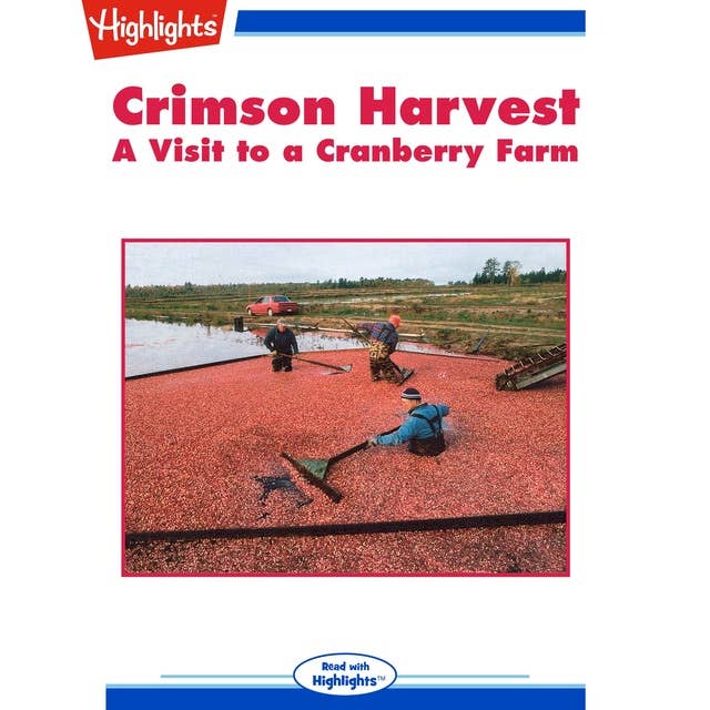 Crimson Harvest: A Visit to a Cranberry Farm