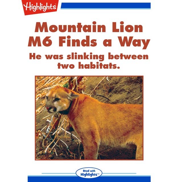 Mountain Lion M6 Finds a Way: He was slinking between two habits.