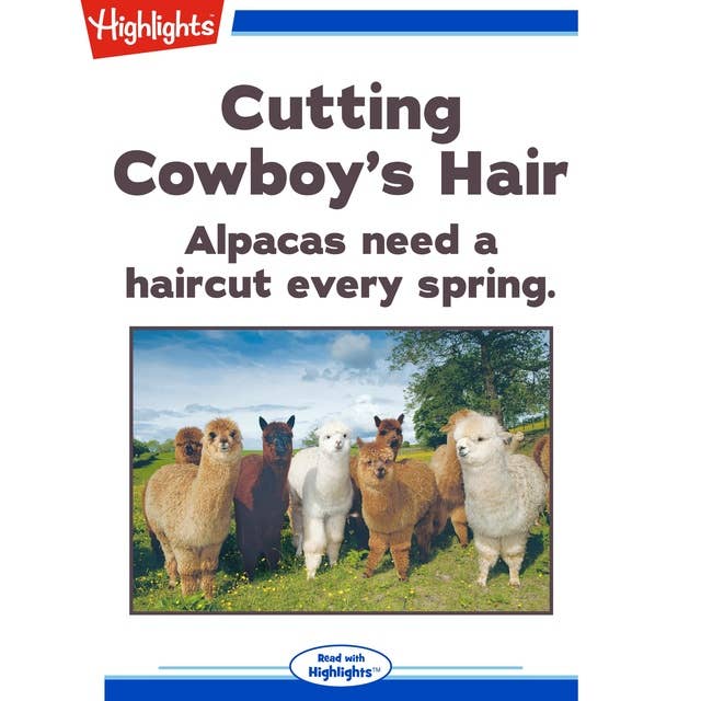 Cutting Cowboy's Hair Alpacas need a haircut every spring.: Alpacas need a haircut every spring.