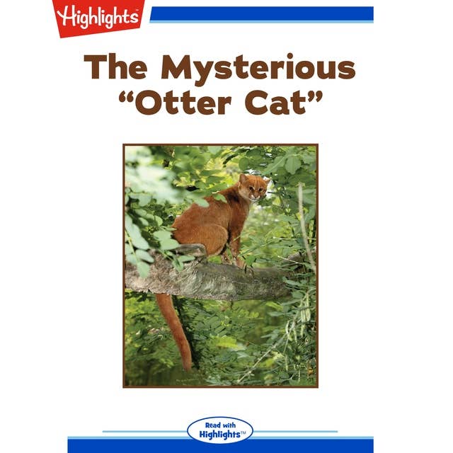 The Mysterious "Otter Cat"