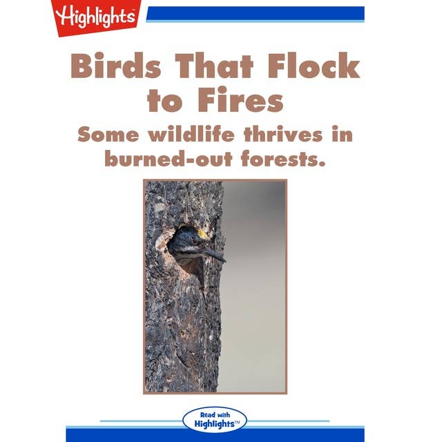 Birds That Flock to Fires: Some Wildlife Thrives in Burned-Out Forests