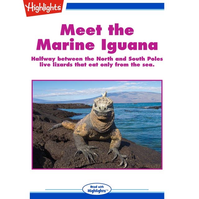 Meet the Marine Iguana: Halfway between the North and South Poles live lizards that eat only from the sea.