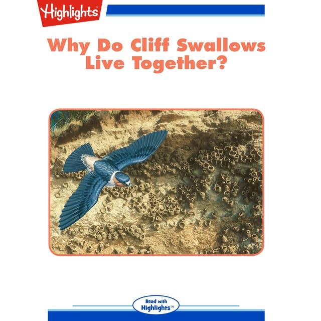 Why Do Cliff Swallows Live Together?