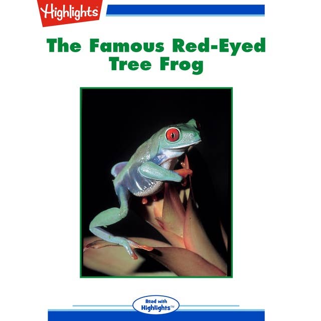The Famous Red-Eyed Tree Frog