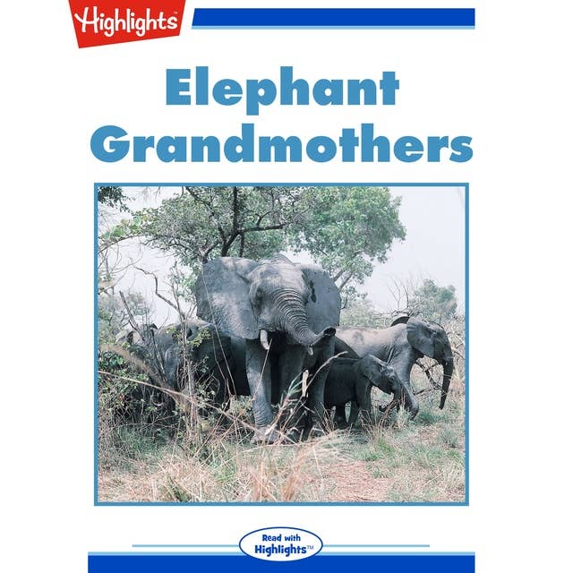 Elephant Grandmothers