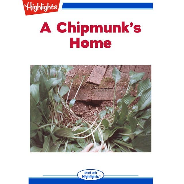 A Chipmunk's Home