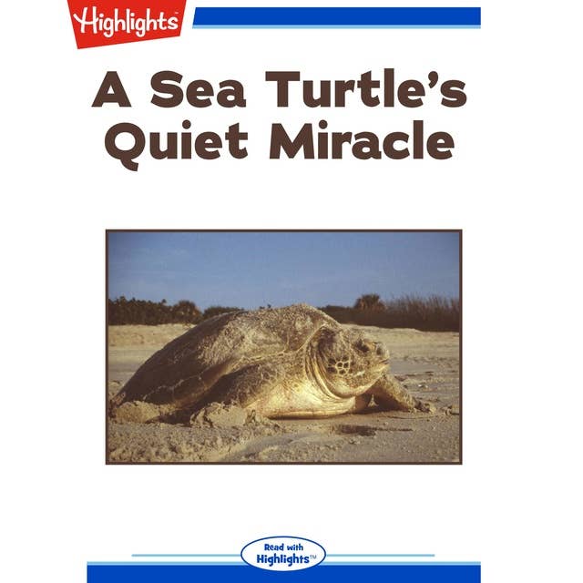 A Sea Turtle's Quiet Miracle