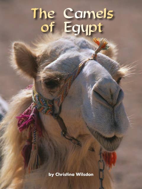 The Camels of Egypt