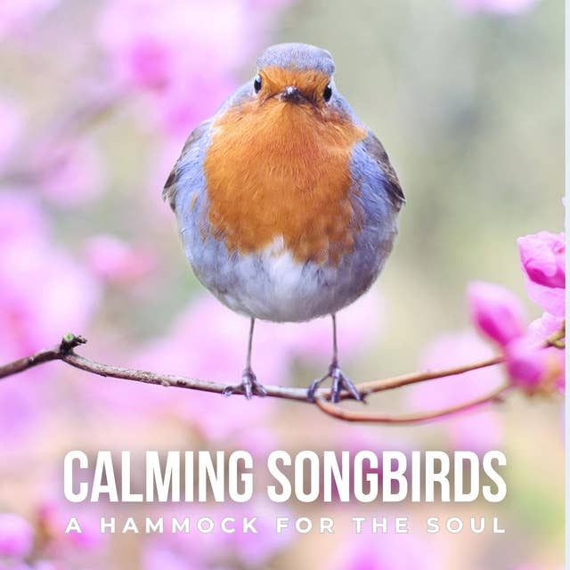 Calming Songbirds: A Hammock for the Soul: Nature Sounds Recording Of Bird Calls - A Songbird Concert