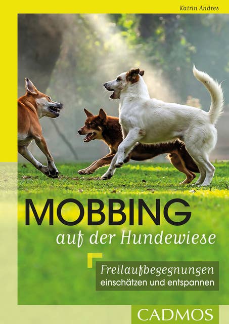 Mobbing auf der Hundwiese: Freilaufbegegnungen einschätzen und entspannen