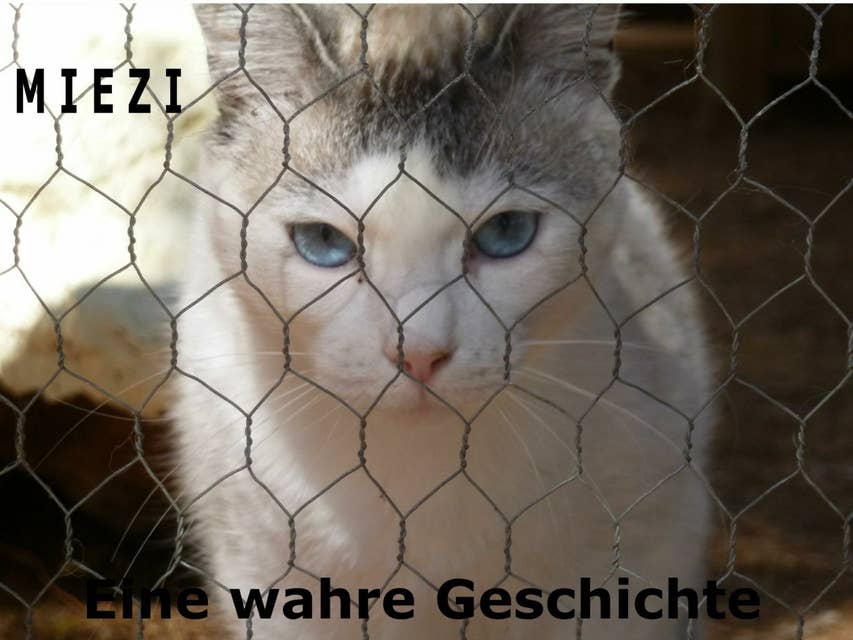 Miezi – Eine wahre Katzengeschichte: Wie alles begann...