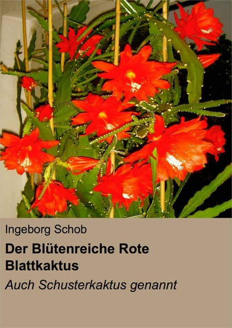 Der Blütenreiche Rote Blattkaktus: Auch Schusterkaktus Genannt