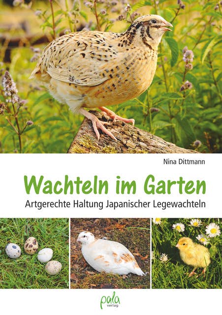 Wachteln im Garten: Artgerechte Haltung Japanischer Legewachteln