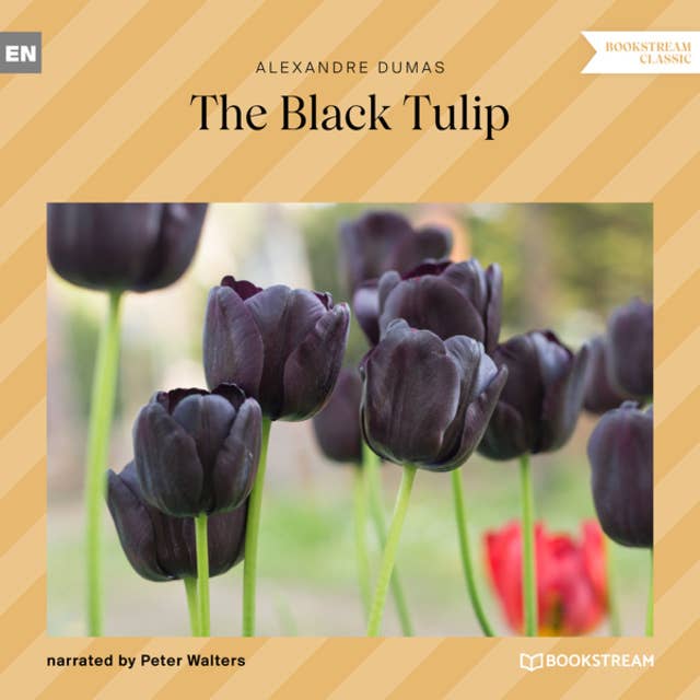 The Black Tulip