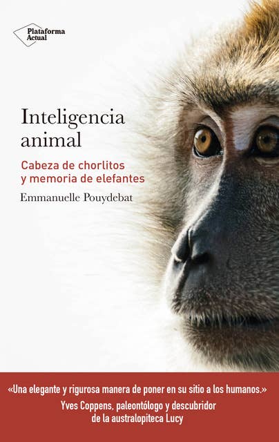 Inteligencia animal: Cabeza de chorlitos y memoria de elefantes
