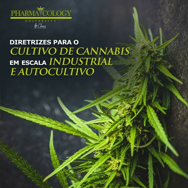 Diretrizes para o cultivo de cannabis em escala industrial e autocultivo
