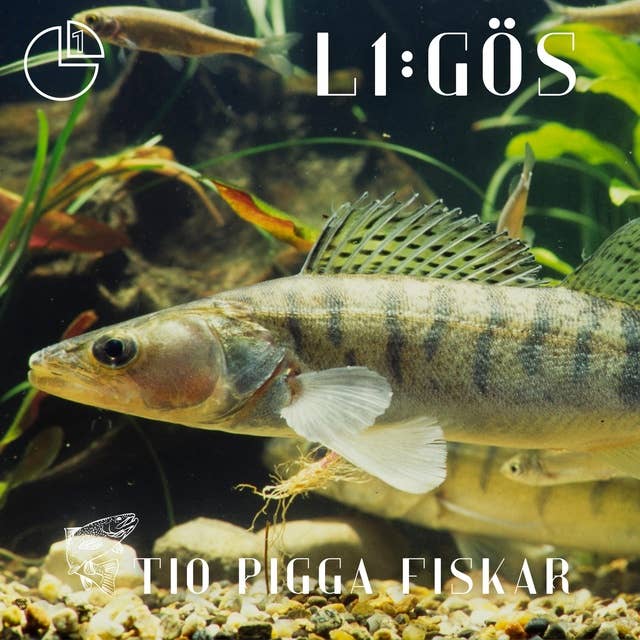 Gös: Tio pigga fiskar 