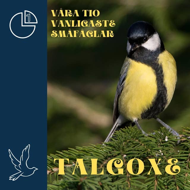 Talgoxe: Våra tio vanligaste småfåglar