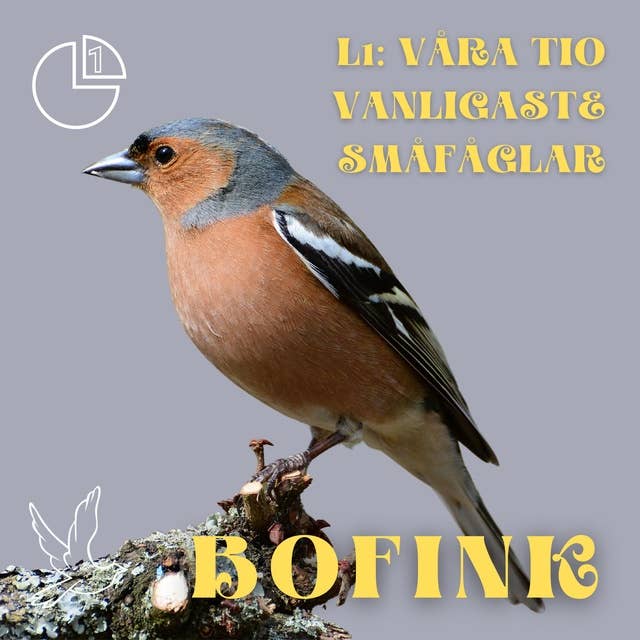 Bofink: Våra tio vanligaste småfåglar