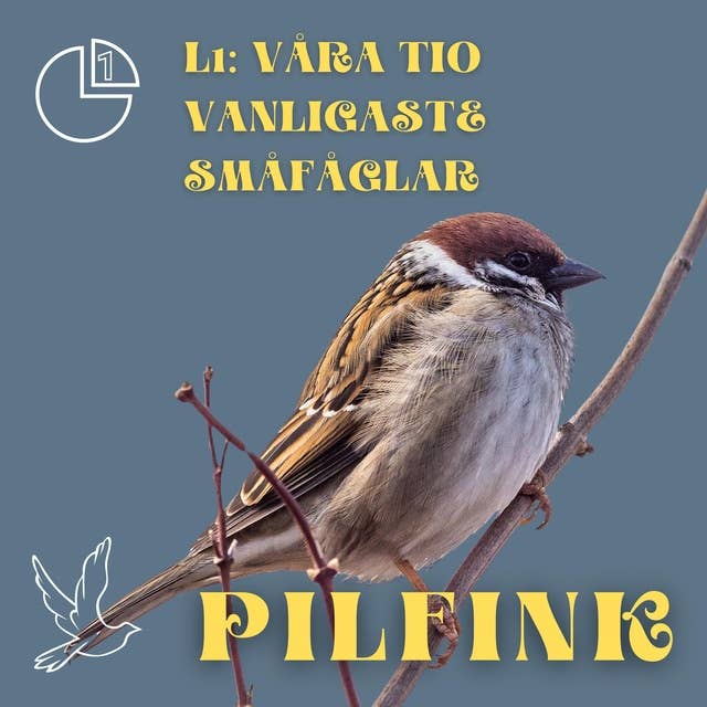 Pilfink: Våra tio vanligaste småfåglar