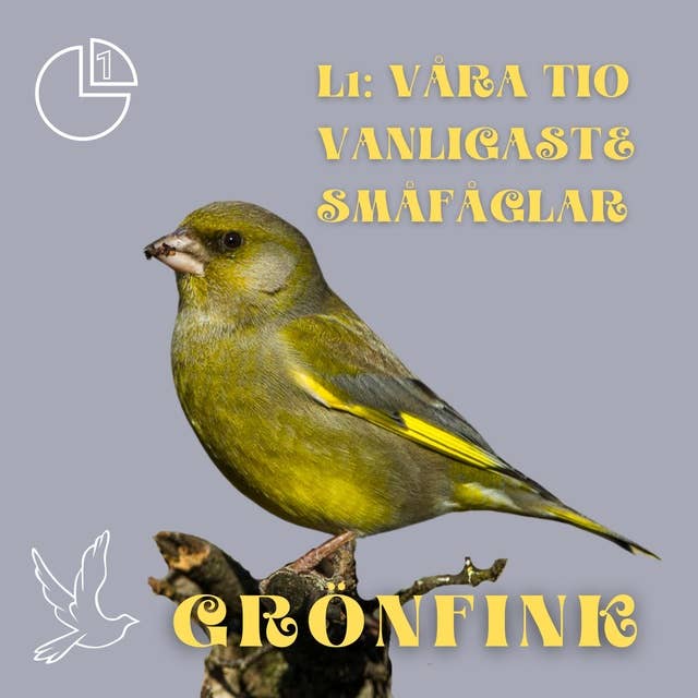 Grönfink: Våra tio vanligaste småfåglar
