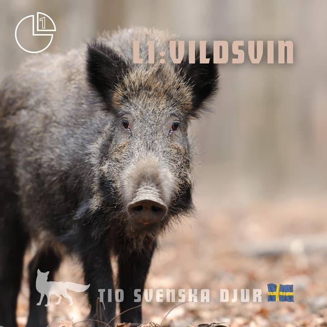 Vildsvin: Tio svenska djur